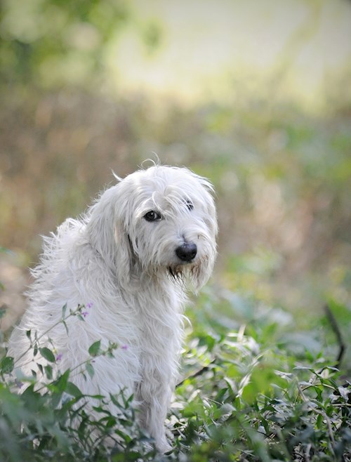Eva- petsitter Jasenná 13 nebo Páníček pro psi