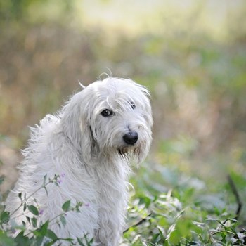 thumbnail petsitter Jasenná 13 nebo páníček pro psi