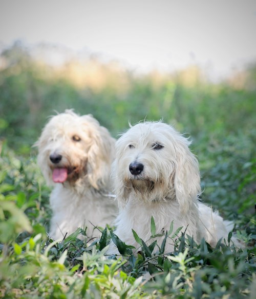 Eva- petsitter Jasenná 13 nebo Páníček pro psi