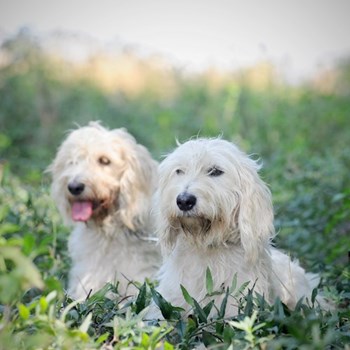 thumbnail petsitter Jasenná 13 nebo páníček pro psi