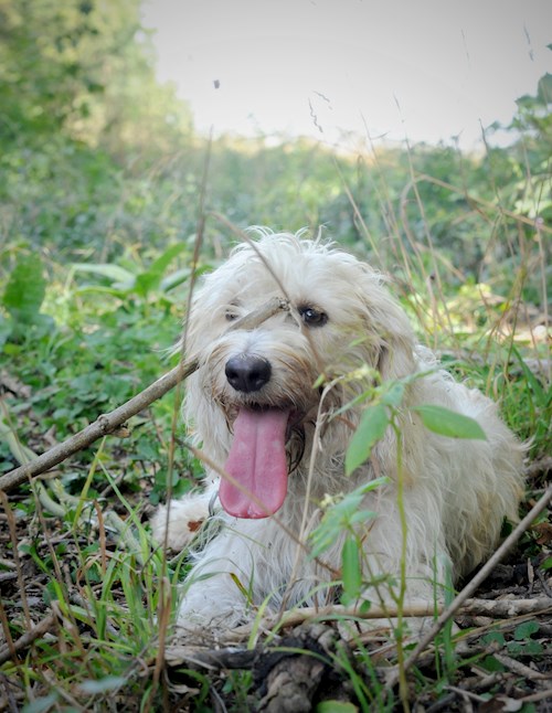 Eva- petsitter Jasenná 13 nebo Páníček pro psi