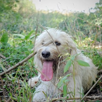 thumbnail petsitter Jasenná 13 nebo páníček pro psi