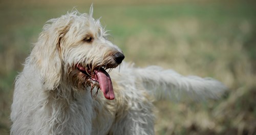 Eva- petsitter Jasenná 13 nebo Páníček pro psi