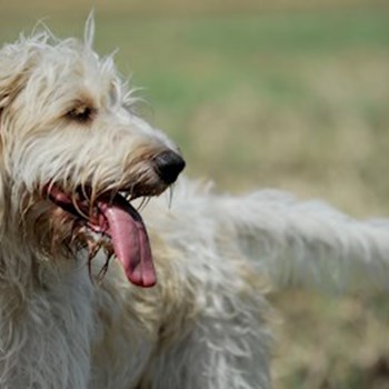 thumbnail petsitter Jasenná 13 nebo páníček pro psi