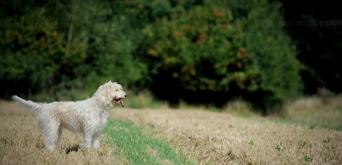 Eva- petsitter Jasenná 13 nebo Páníček pro psi