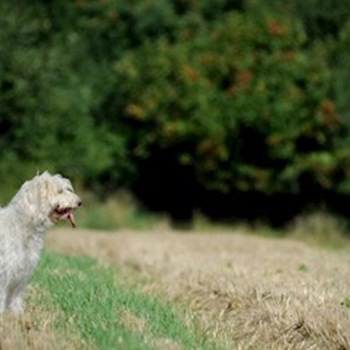 thumbnail petsitter Jasenná 13 nebo páníček pro psi