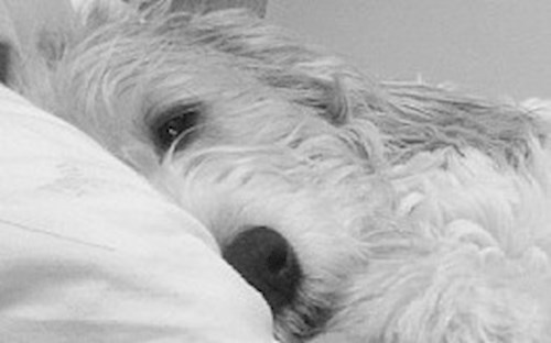 Eva- petsitter Jasenná 13 nebo Páníček pro psi