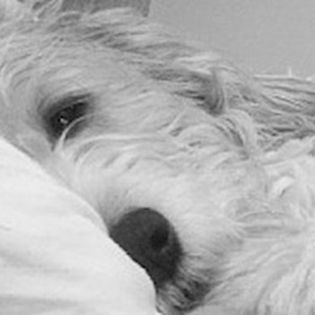 thumbnail petsitter Jasenná 13 nebo páníček pro psi