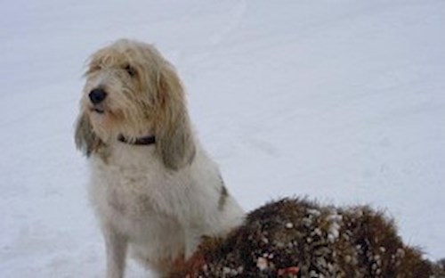 Eva- petsitter Jasenná 13 nebo Páníček pro psi