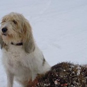 thumbnail petsitter Jasenná 13 nebo páníček pro psi