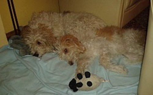 Eva- petsitter Jasenná 13 nebo Páníček pro psi