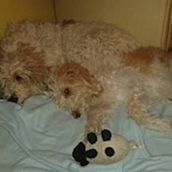 thumbnail petsitter Jasenná 13 nebo páníček pro psi