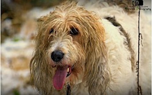 Eva- petsitter Jasenná 13 nebo Páníček pro psi