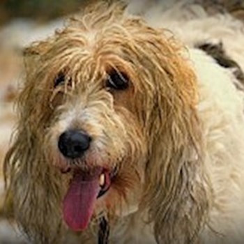 thumbnail petsitter Jasenná 13 nebo páníček pro psi