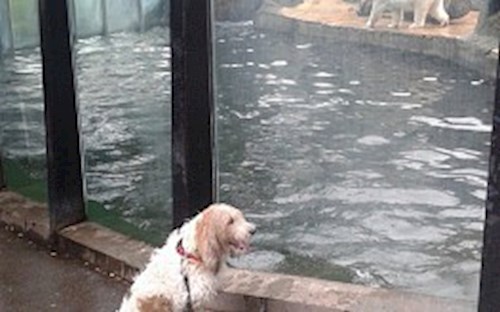 Eva- petsitter Jasenná 13 nebo Páníček pro psi