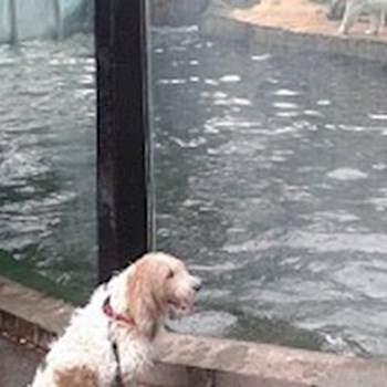 thumbnail petsitter Jasenná 13 nebo páníček pro psi