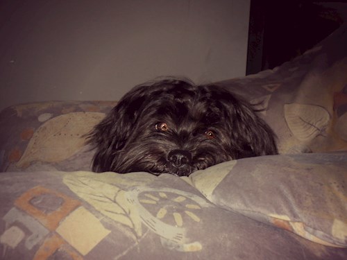 Lucie- petsitter České Budějovice or Pet nanny for dogs