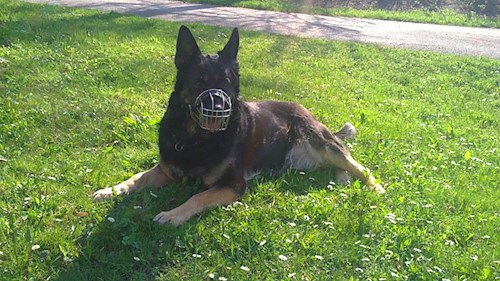 Lucie- petsitter České Budějovice or Pet nanny for dogs