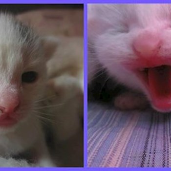 thumbnail petsitter České Budějovice or pet nanny for dogs