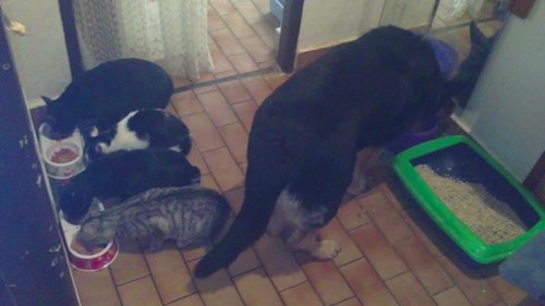 Lucie- petsitter České Budějovice or Pet nanny for dogs