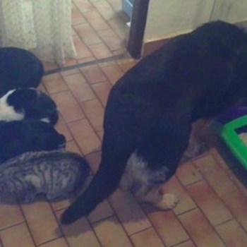 thumbnail petsitter České Budějovice or pet nanny for dogs