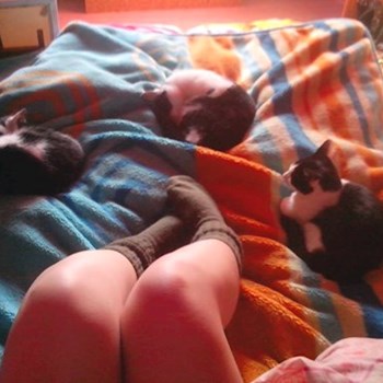thumbnail petsitter České Budějovice or pet nanny for dogs
