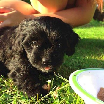 thumbnail petsitter České Budějovice or pet nanny for dogs