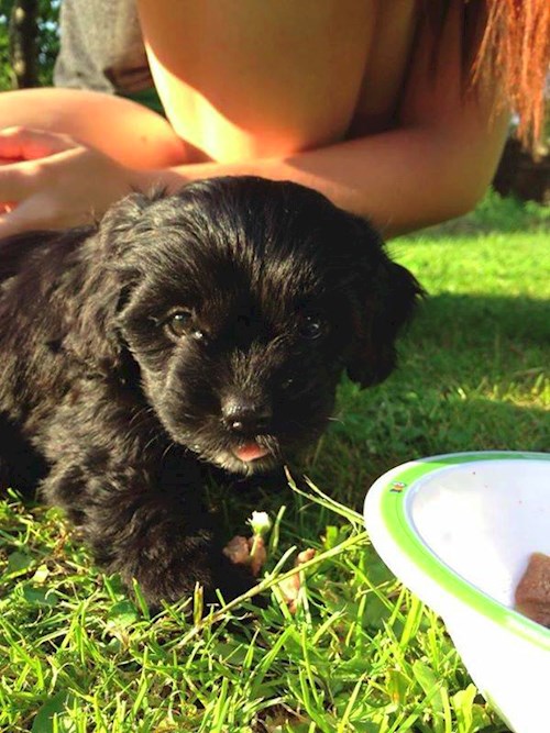 Lucie- petsitter České Budějovice or Pet nanny for dogs