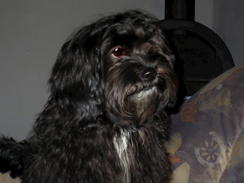 Lucie- petsitter České Budějovice or Pet nanny for dogs
