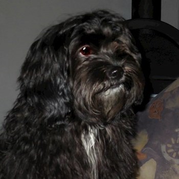 thumbnail petsitter České Budějovice or pet nanny for dogs