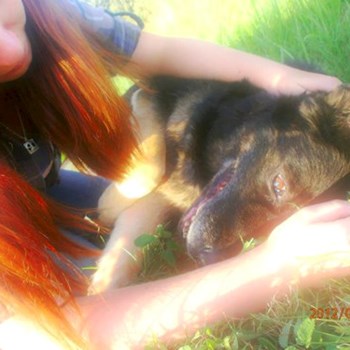 thumbnail petsitter České Budějovice or pet nanny for dogs