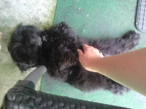 Lucie- petsitter České Budějovice or Pet nanny for dogs