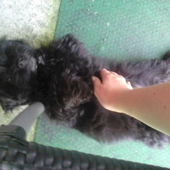thumbnail petsitter České Budějovice or pet nanny for dogs