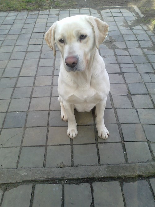 Michaela- petsitter Chvalovice nebo Páníček pro psi kočky