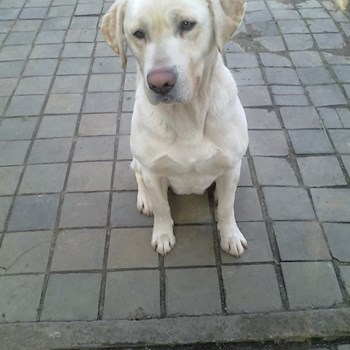 thumbnail petsitter Chvalovice nebo páníček pro psi kočky