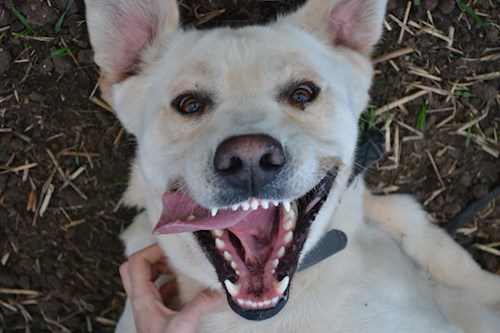 Michaela- petsitter Chvalovice nebo Páníček pro psi kočky