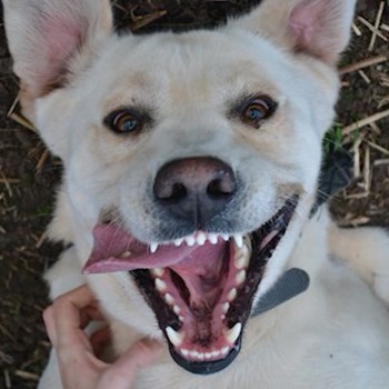 thumbnail petsitter Chvalovice nebo páníček pro psi kočky