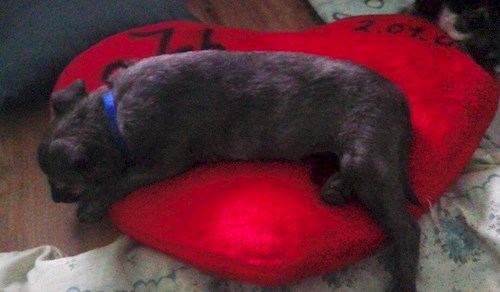 Michaela- petsitter Chvalovice nebo Páníček pro psi kočky