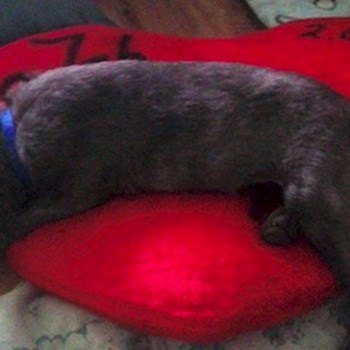 thumbnail petsitter Chvalovice nebo páníček pro psi kočky