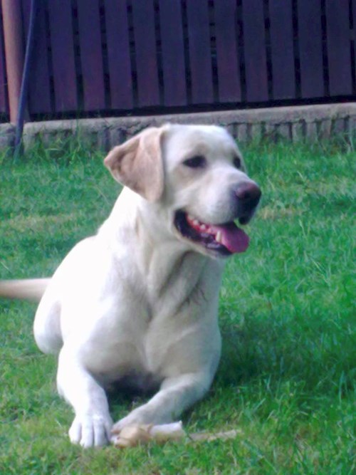 Michaela- petsitter Chvalovice nebo Páníček pro psi kočky