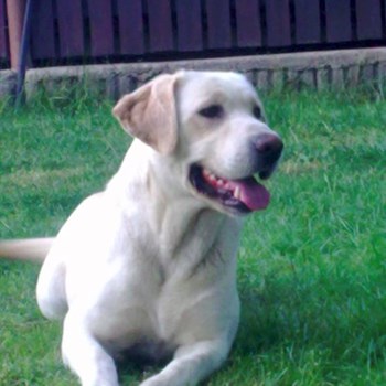 thumbnail petsitter Chvalovice nebo páníček pro psi kočky