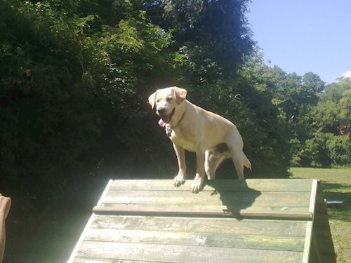 Michaela- petsitter Chvalovice nebo Páníček pro psi kočky