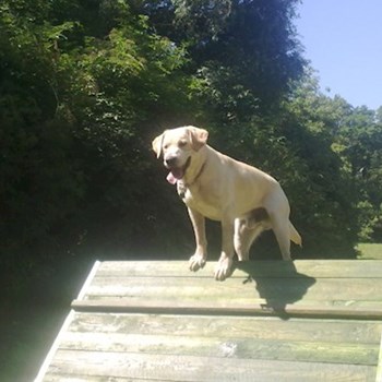 thumbnail petsitter Chvalovice nebo páníček pro psi kočky