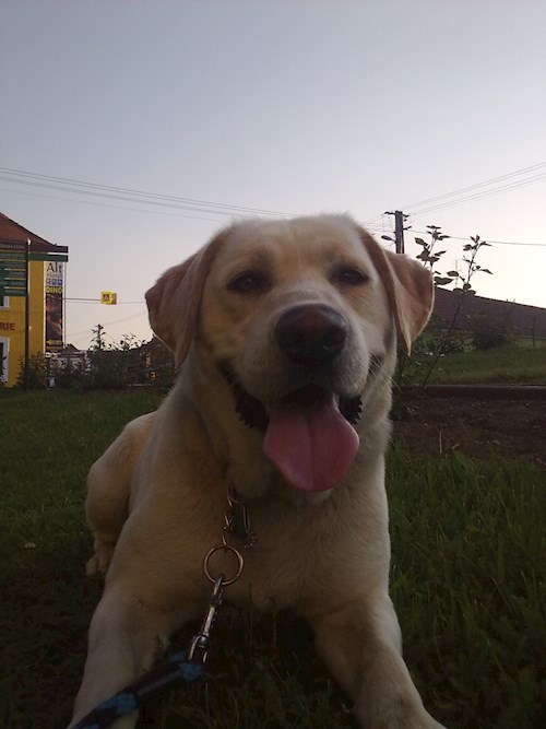 Michaela- petsitter Chvalovice nebo Páníček pro psi kočky