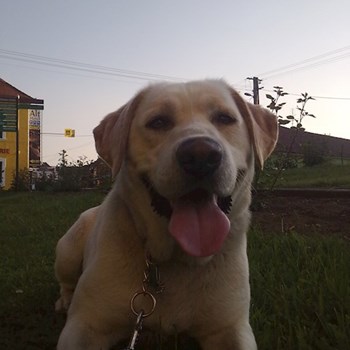 thumbnail petsitter Chvalovice nebo páníček pro psi kočky