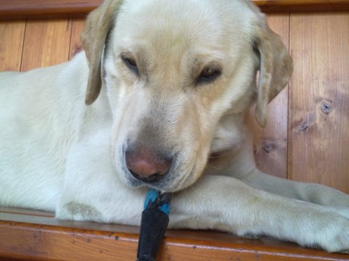 Michaela- petsitter Chvalovice nebo Páníček pro psi kočky