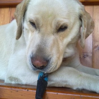 thumbnail petsitter Chvalovice nebo páníček pro psi kočky