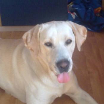 thumbnail petsitter Chvalovice nebo páníček pro psi kočky