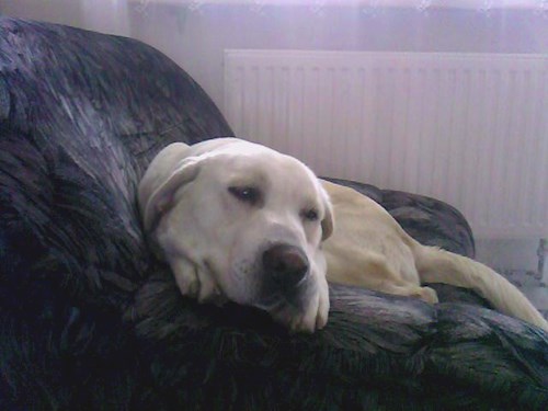 Michaela- petsitter Chvalovice nebo Páníček pro psi kočky