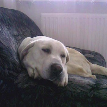 thumbnail petsitter Chvalovice nebo páníček pro psi kočky